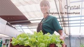  Presentation with growing - Colorful slide deck enhanced with market-gardener-growing-herbs backdrop and a lemonade colored foreground