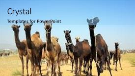  Presentation with employment fair - Amazing slide deck having marketing india - pushkar camel fair - camels backdrop and a light blue colored foreground