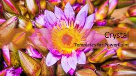  Presentation with black market of sri lanka - Presentation theme enhanced with loto - bunch of lotus flowers background and a gold colored foreground