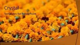  Presentation with shot - Colorful PPT layouts enhanced with taget - closeup shot of marigold garlands backdrop and a gold colored foreground