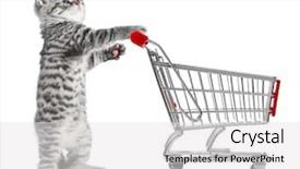  Presentation with cat - Slides consisting of marketing veterinary - funny grey cat with shopping background and a white colored foreground