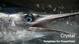  Presentation with lays - Beautiful presentation featuring marlin - freshly caught swordfish lays backdrop and a dark gray colored foreground