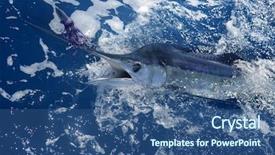  Presentation with sport blue - Presentation theme with atlantic white marlin big game background and a ocean colored foreground