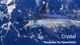  Presentation with sport blue - Beautiful presentation theme featuring marlin big game sport fishing backdrop and a ocean colored foreground