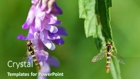  Presentation with nature purple - Audience pleasing presentation theme consisting of marmalade-hoverfly-episyrphus-balteatus-sitting backdrop and a tawny brown colored foreground
