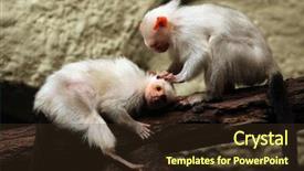  Presentation with animal - Slide deck having marmoset mico argentatus wild life background and a tawny brown colored foreground