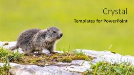  Presentation with tignes - Slides having marmot-near-tignes-tarentaise-valley background and a yellow colored foreground