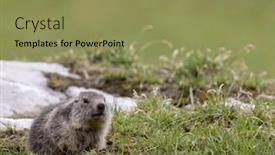  Presentation with tignes - Presentation theme with marmot-near-tignes-tarentaise-valley background and a yellow colored foreground