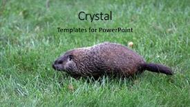  Presentation with rural india paddy field green - Beautiful presentation featuring marmota monax groundhog backdrop and a seafoam green colored foreground