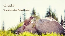  Presentation with north america - Theme featuring marmots-on-meadow-in-summer background and a cream colored foreground