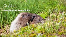  Presentation with north america - PPT layouts featuring marmots-on-meadow-in-summer background and a tawny brown colored foreground
