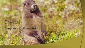  Presentation with north america - Theme having marmots-on-meadow-in-summer background and a gold colored foreground