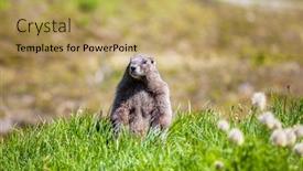  Presentation with north america - Cool new PPT theme with marmots-on-meadow-in-summer backdrop and a yellow colored foreground
