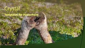  Presentation with north america - Slides having marmots-on-meadow-in-summer background and a tawny brown colored foreground