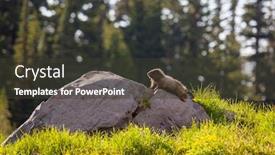  Presentation with north america - Audience pleasing slide deck consisting of marmots-on-meadow-in-summer backdrop and a dark gray colored foreground