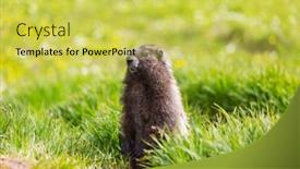  Presentation with north america - PPT theme enhanced with marmots-on-meadow-in-summer background and a yellow colored foreground