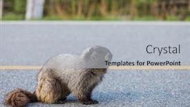  Presentation with north america - Presentation theme featuring marmots-on-meadow-in-summer background and a  colored foreground