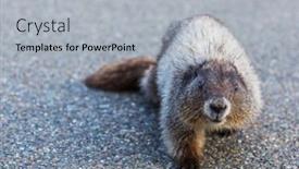  Presentation with north america - PPT layouts featuring marmots-on-meadow-in-summer background and a  colored foreground