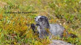  Presentation with north america - PPT theme having marmots-on-meadow-in-summer background and a yellow colored foreground