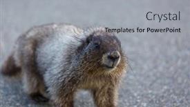  Presentation with north america - Slide set consisting of marmots-on-meadow-in-summer background and a light gray colored foreground