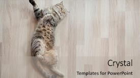  Presentation with cat - PPT theme featuring marqueting - cat top view lying background and a light gray colored foreground