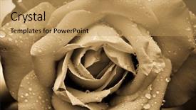  Presentation with marriage - Colorful theme enhanced with marriage anniversary - macro image of rose backdrop and a yellow colored foreground