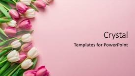  Presentation with pink and white - Presentation design enhanced with marriage anniversary - white and pink tulips background and a lemonade colored foreground