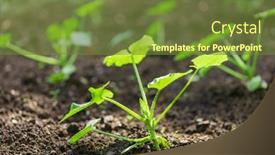  Presentation with sprout - Theme enhanced with marrow-or-zucchini-sprout-growing background and a  colored foreground