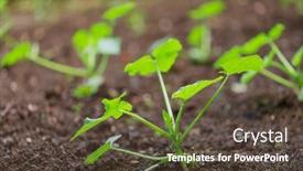  Presentation with sprout - Presentation theme consisting of marrow-or-zucchini-sprout-growing background and a  colored foreground