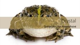  Presentation with marsh - Amazing presentation theme having marsh-frog-in-front backdrop and a gold colored foreground
