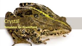  Presentation with marsh - Theme consisting of marsh-frog-in-front background and a tawny brown colored foreground