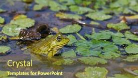  Presentation with marsh - Presentation theme with marsh-frog-on-water-plants background and a tawny brown colored foreground