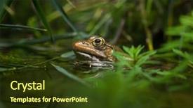  Presentation with marsh - Presentation design having marsh frog pelophylax ridibundus wildlife animal background and a tawny brown colored foreground