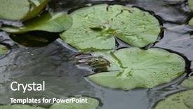  Presentation with marsh - Theme consisting of marsh frog pelophylax ridibundus wildlife animal background and a gray colored foreground