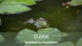  Presentation with marsh - Colorful presentation theme enhanced with marsh frog pelophylax ridibundus wildlife animal backdrop and a ocean colored foreground