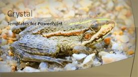  Presentation with garden pond - PPT theme enhanced with marsh-frog-pelophylax-ridibundus background and a lemonade colored foreground