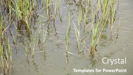  Presentation with marsh - Slides with marsh-grass-plants-and-grasses background and a gray colored foreground