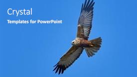  Presentation with hunting - Amazing PPT theme having marsh-harrier-hunting-circus-aeruginosus backdrop and a teal colored foreground