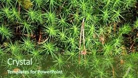  Presentation with marsh - Amazing slides having marsh-moss backdrop and a tawny brown colored foreground