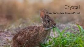  Presentation with marsh - Presentation design having marsh-rabbit-feeds-on-grass background and a coral colored foreground