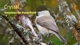  Presentation with marsh - Presentation theme featuring marsh-tit-poecile-palustris-sitting background and a tawny brown colored foreground