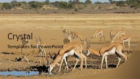 Presentation with kalahari - Beautiful slide set featuring marsupialis at a waterhole kalahari backdrop and a coral colored foreground