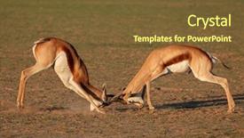  Presentation with kalahari - Audience pleasing slides consisting of marsupialis fighting for territory kalahari backdrop and a tawny brown colored foreground
