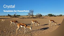  Presentation with landscape desert - Amazing PPT theme having marsupialis in desert landscape kalahari backdrop and a  colored foreground