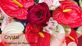  Presentation with red hibiscus rosa sinensis flower - Slides enhanced with mart - anthurium flowers with rose background and a red colored foreground
