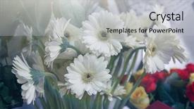 Presentation with floral border lavender flowers - Colorful theme enhanced with mart - fresh white gerbera flowers backdrop and a light gray colored foreground