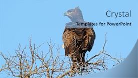  Presentation with kruger - Slide set featuring martial-eagle-polemaetus-bellicosus-perched background and a light blue colored foreground