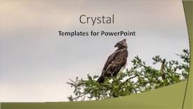  Presentation with eagle - PPT layouts consisting of martial-eagle-polemaetus-bellicosus-perched background and a mint green colored foreground
