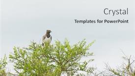  Presentation with eagle - Audience pleasing PPT theme consisting of martial-eagle-polemaetus-bellicosus-resting backdrop and a white colored foreground