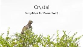  Presentation with eagle - Slides featuring martial-eagle-polemaetus-bellicosus-resting background and a white colored foreground